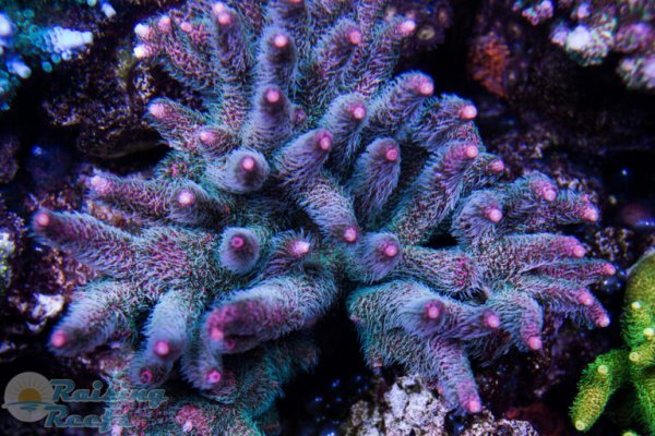 Kraken 17at