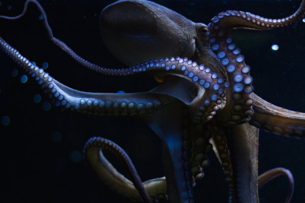 Kraken новая ссылка