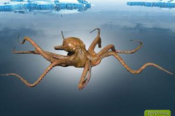 Кракен сайт магазин kraken clear com