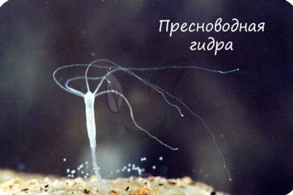 Kraken зеркало стор