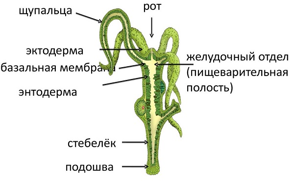 Рабочая ссылка кракен в тор